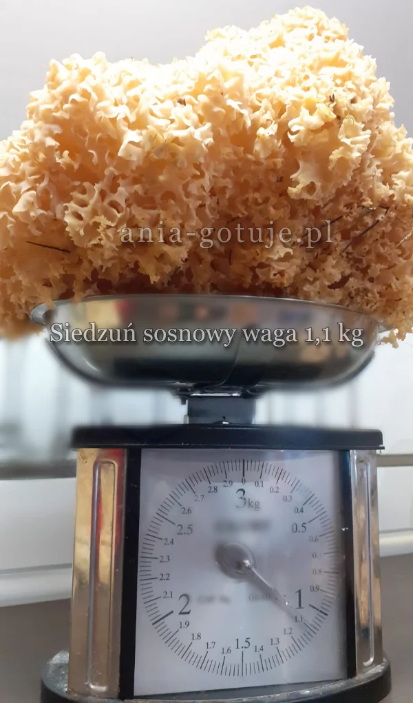 siedzuń sosnowy o wadze 1,1 kg