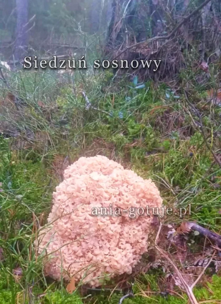 siedzuń sosnowy w lesie