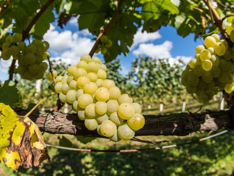 szczep winorośli Riesling